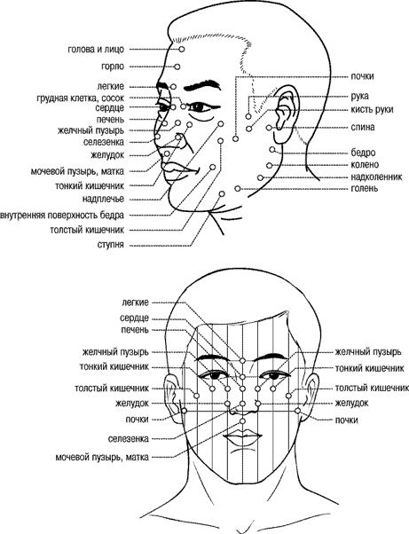 Лицо название. Части лица названия. Наименование частей лица. Лицо и название его частей. Части лица схема.