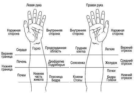 Пальцы стихий. Соответствие органов на руке. Части ладони названия. Части тела на ладони. Названия частей пальцев.